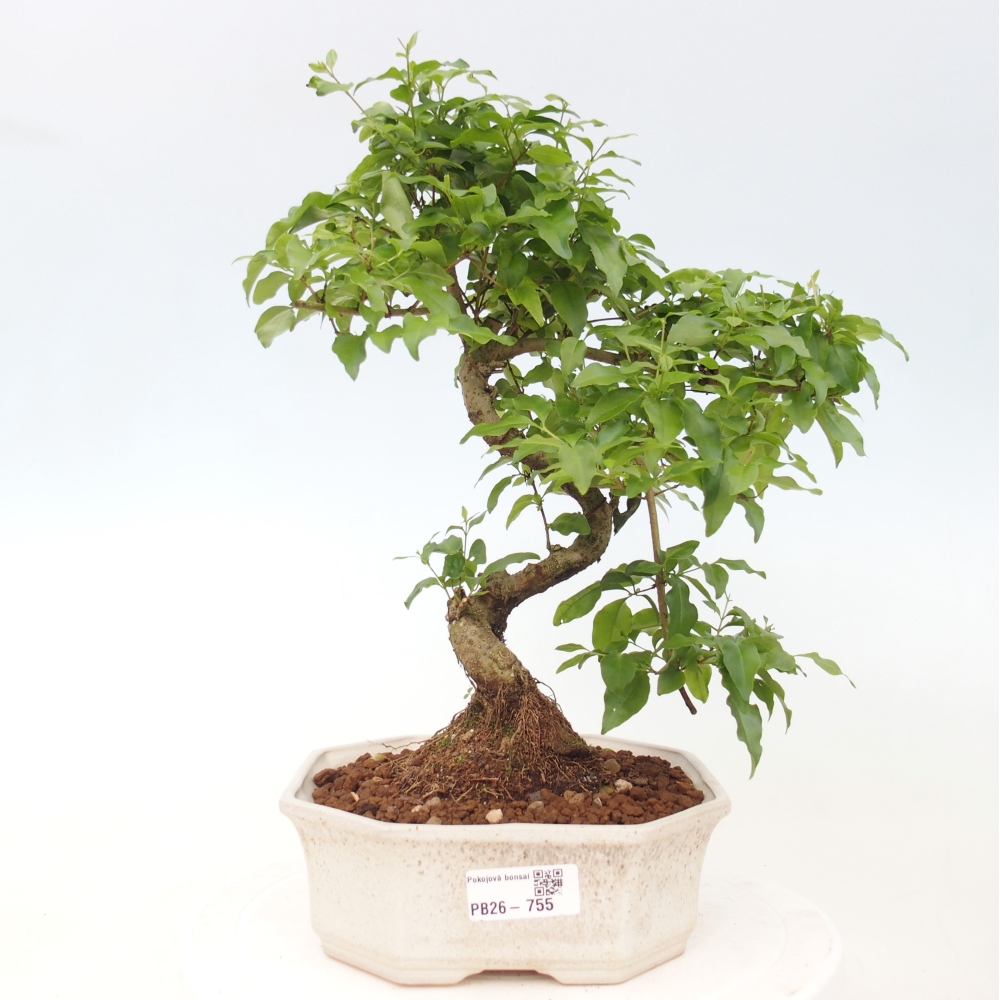 Izbová bonsai -Ligustrum chinensis - Vtáčí zob
