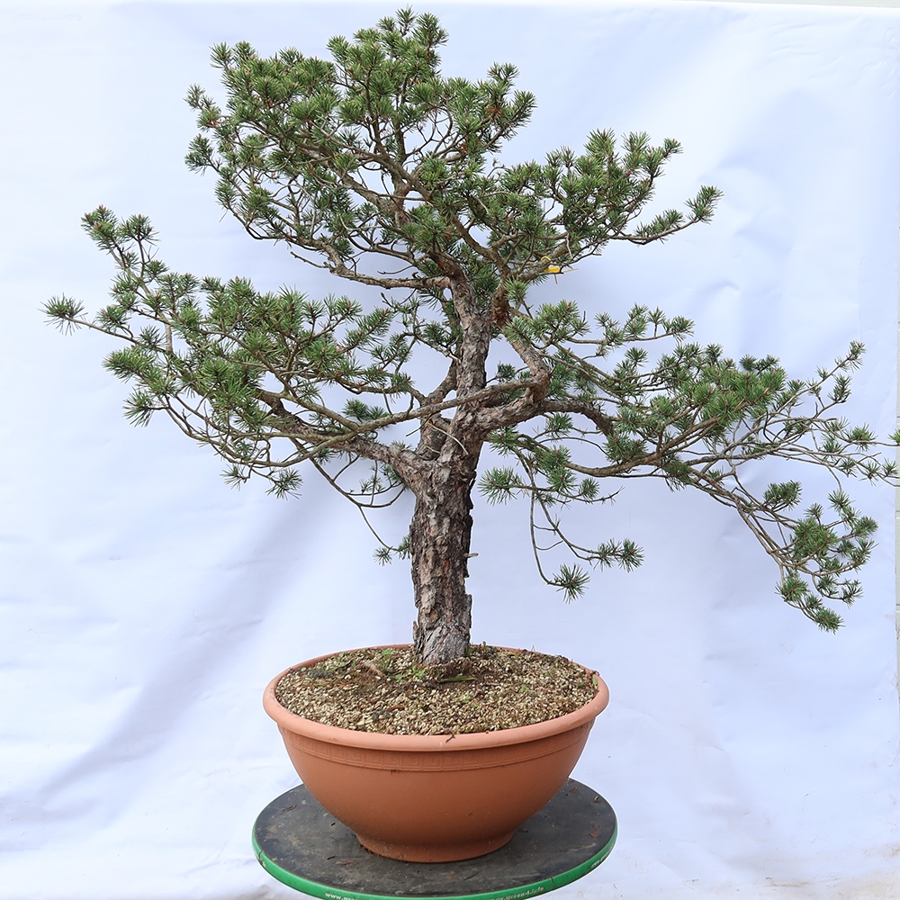 Pinus sylvestris Španielsko – borovica lesná