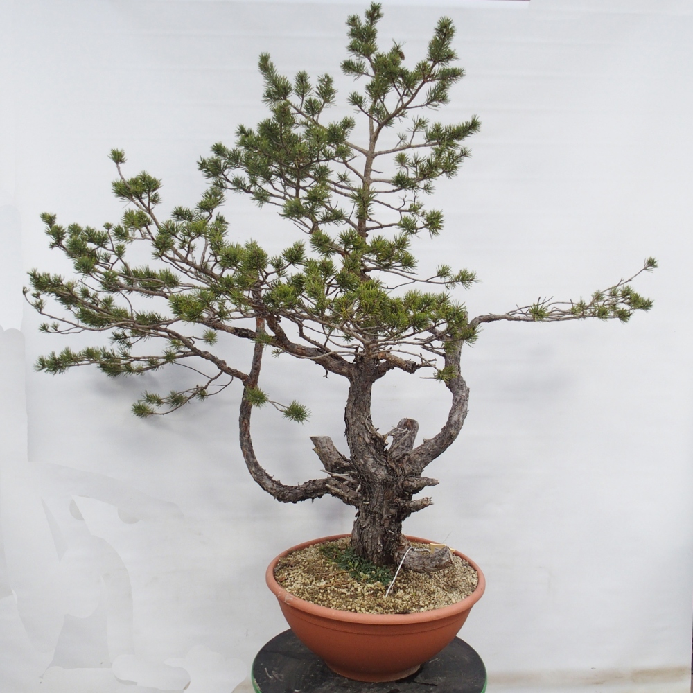 Yamadori - Pinus sylvestris Španielsko