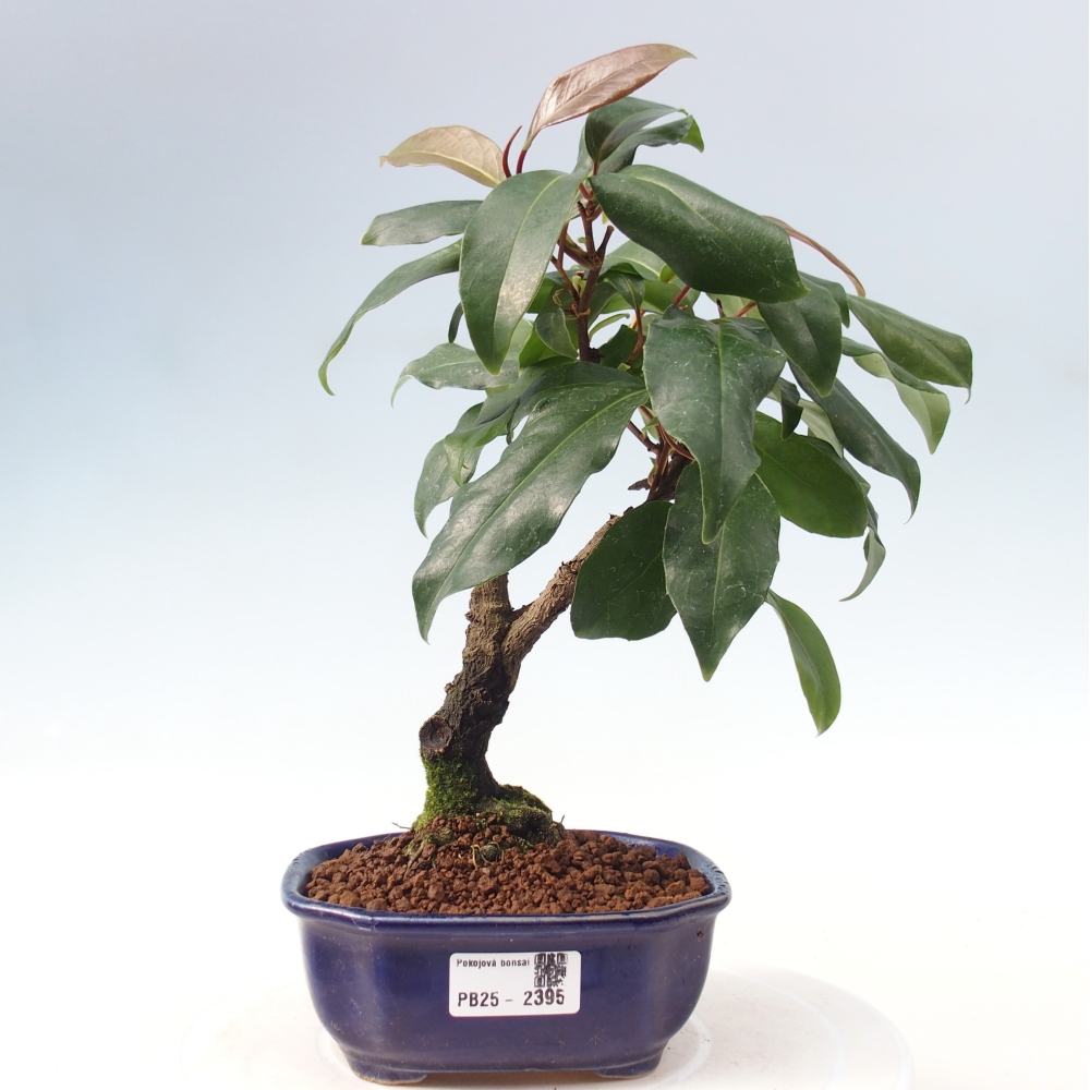 Izbová bonsai- Kadsura japonica 