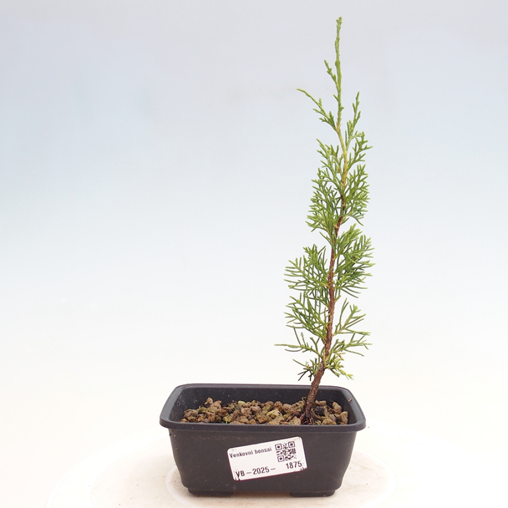 Vonkajší bonsai - Juniperus chinensis Itoigawa -Jalovec čínsky