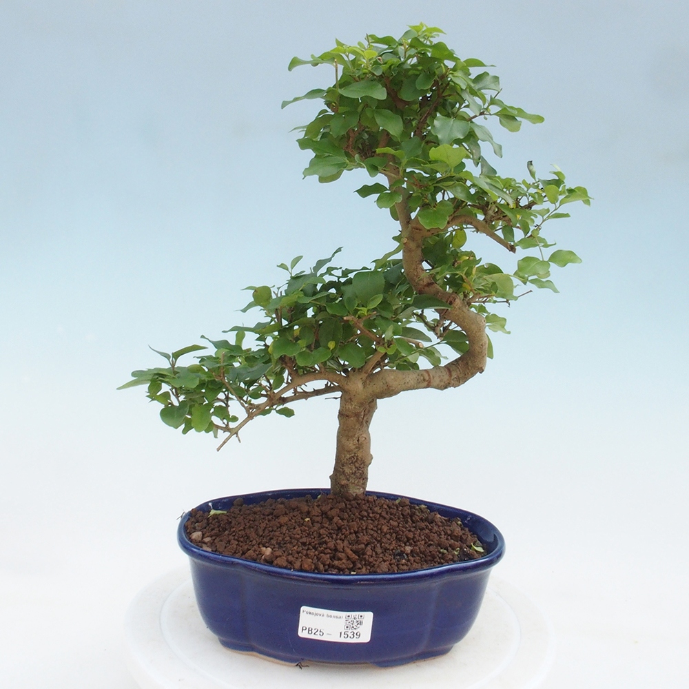 Izbová bonsai -Ligustrum chinensis - Vtáčí zob