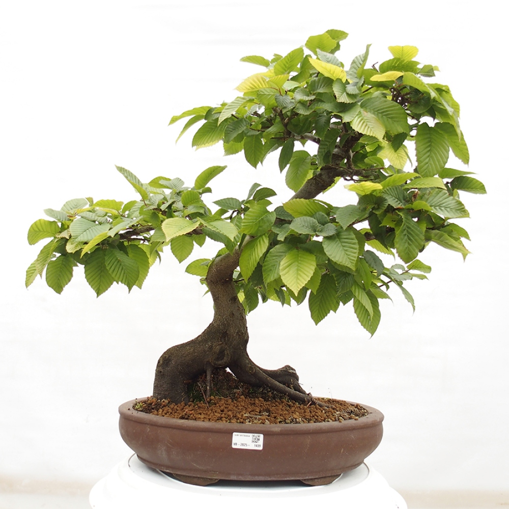 Vonkajší bonsai - Hrab obyčajný - Carpinus betulus
