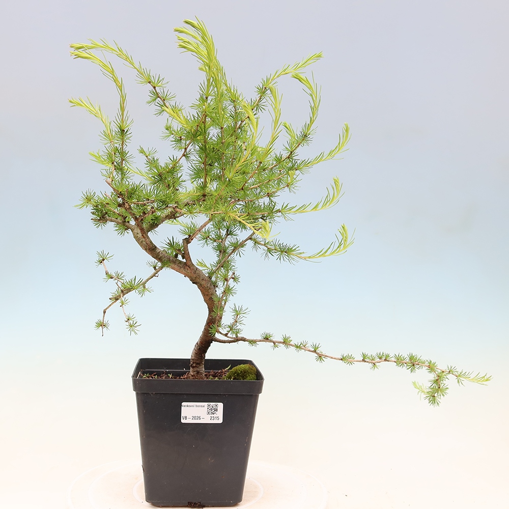 Vonkajšie bonsaje -Larix decidua - Smrekovec