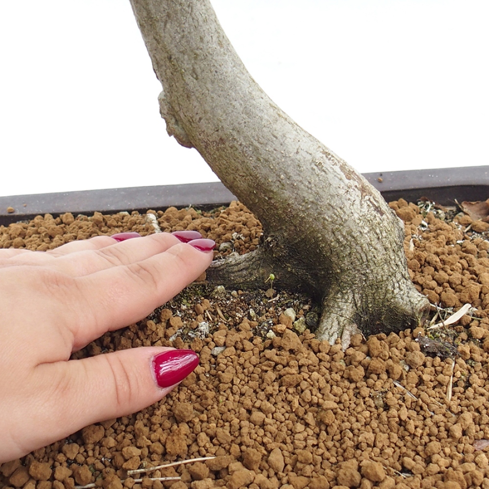 Vonkajší bonsai - Hrab obyčajný - Carpinus betulus