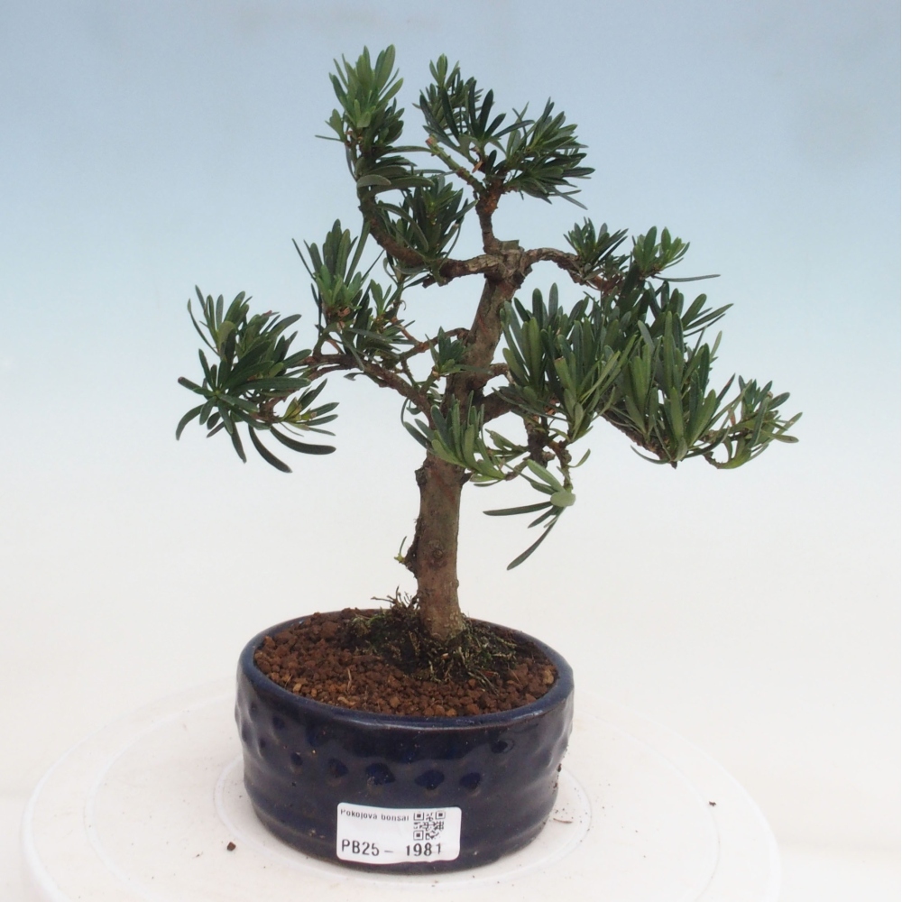 Izbová bonsai - Podocarpus - Kamenný tis