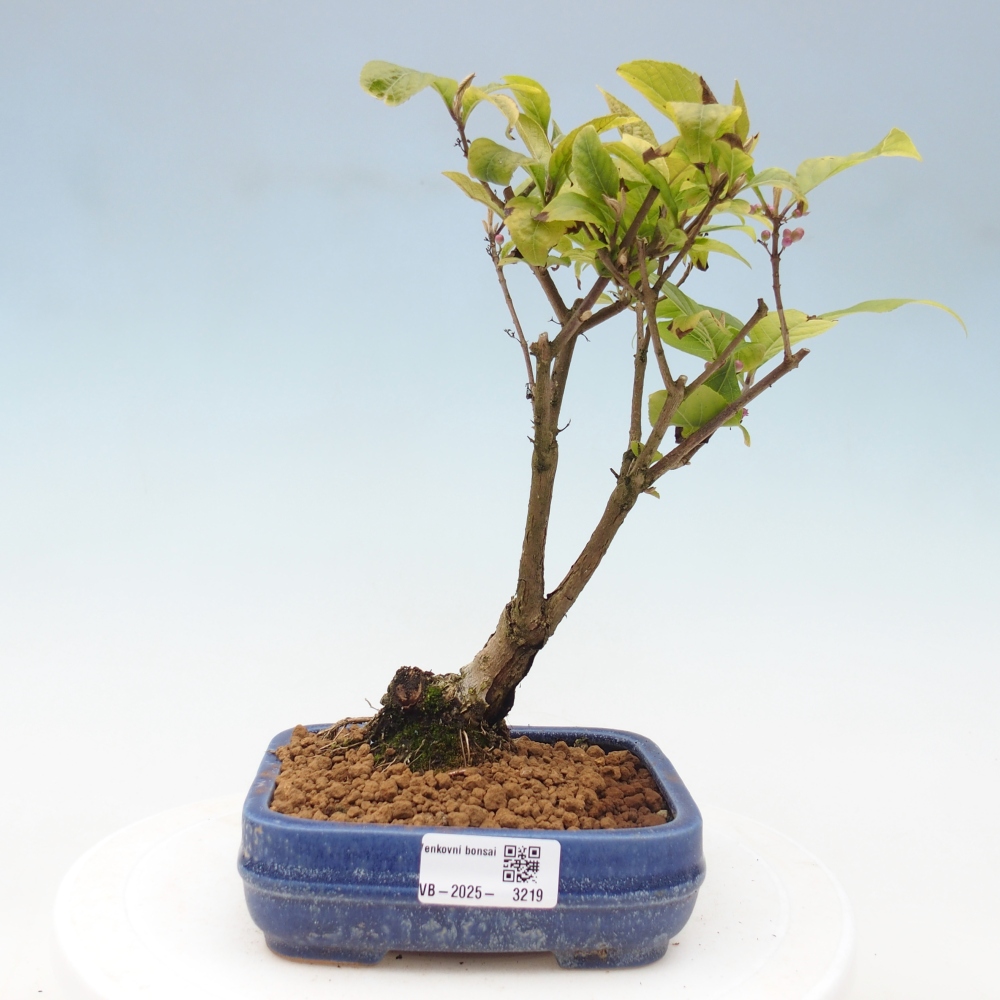 Vonkajšia bonsai - krásnoplodka - Callicarpa jap. Leucocarpa