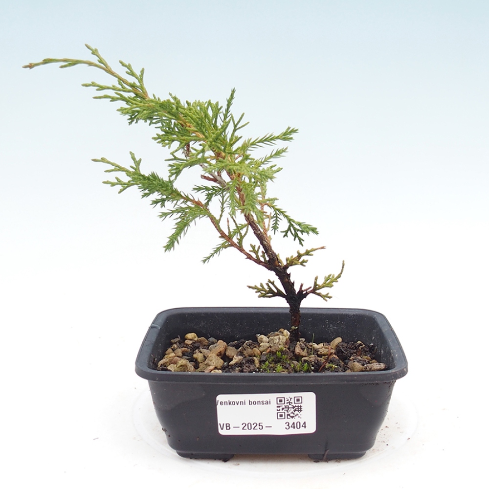 Vonkajší bonsaj - Juniperus chinensis Itoigawa