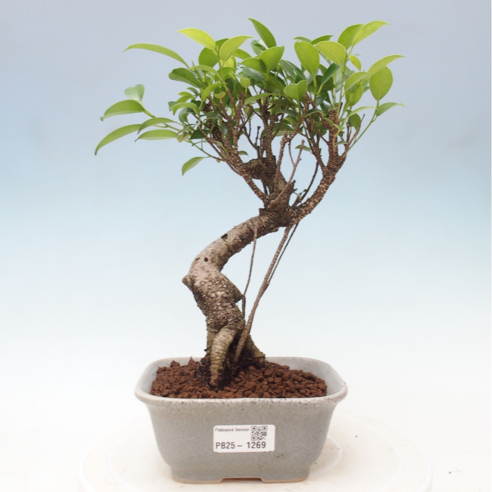Izbová bonsai - Ficus retusa - malolistá fikus