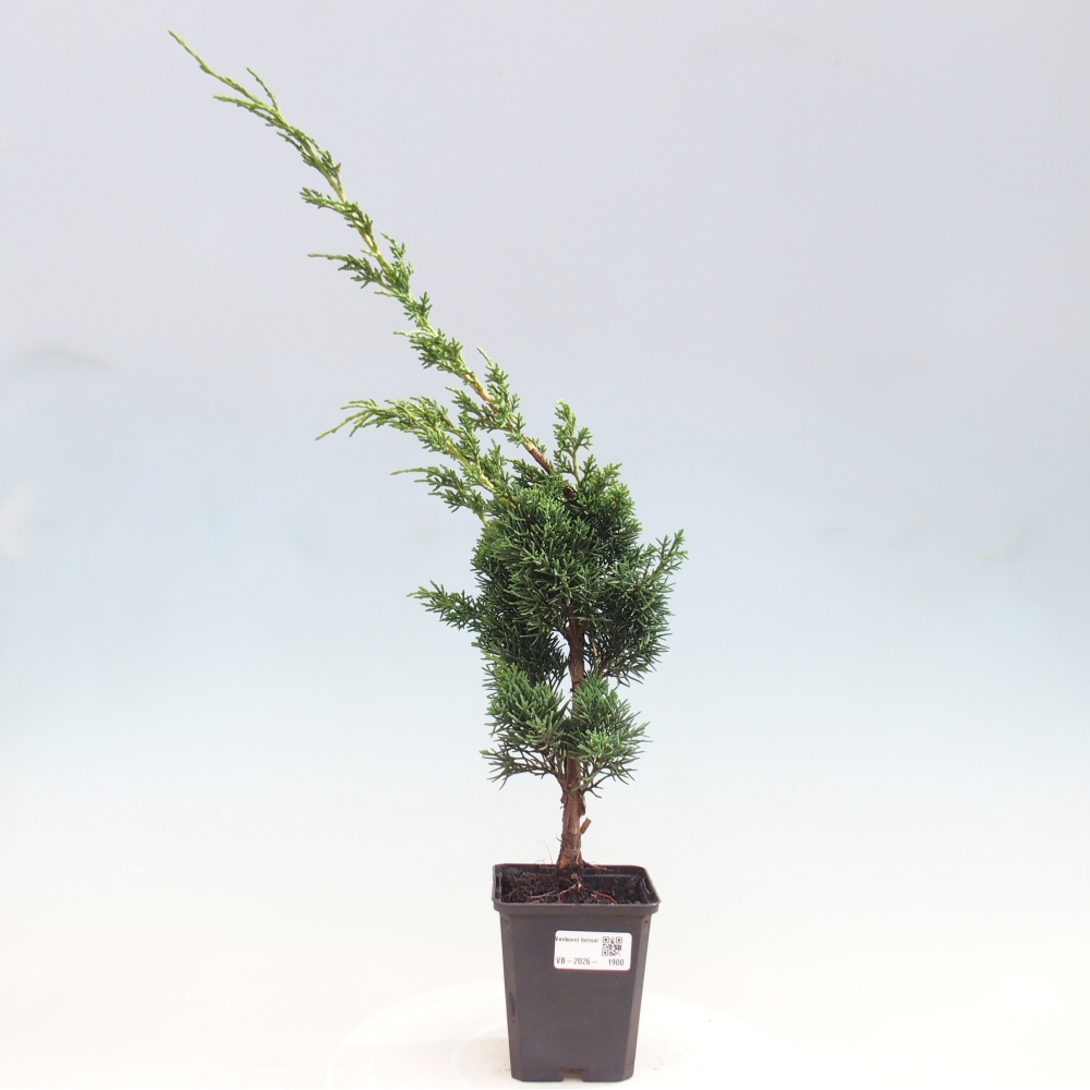 Vonkajší bonsaj - Juniperus chinensis Kishu