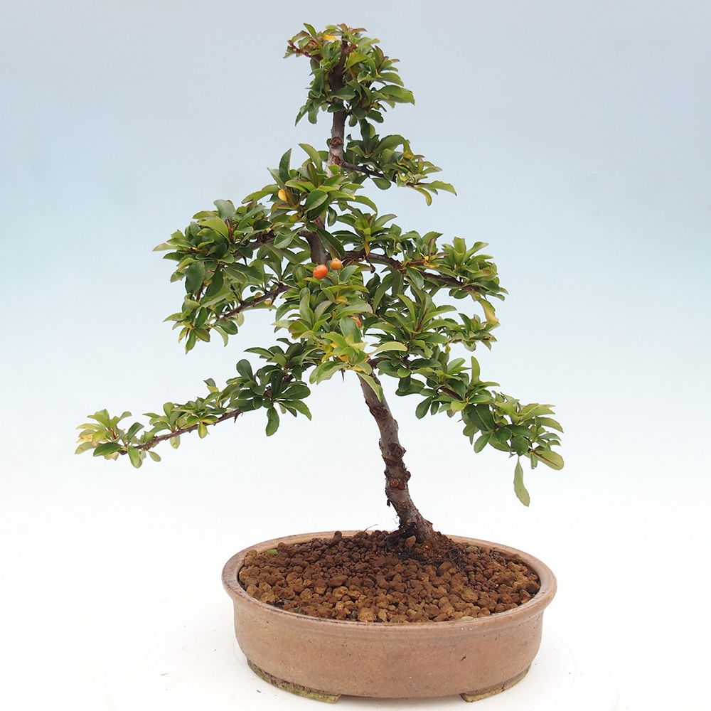 Vonkajšia bonsai-Pyracanta Teton -Hlohyně