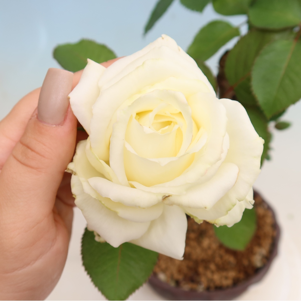Vonkajšie bonsaje – Rosa Kordes – ruže