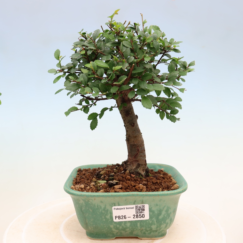 Izbový bonsaj - Ulmus parvifolia - brest malolistý