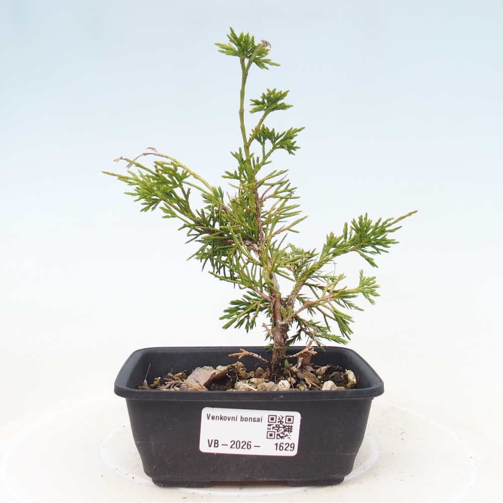 Vonkajší bonsaj - Juniperus chinensis Itoigawa