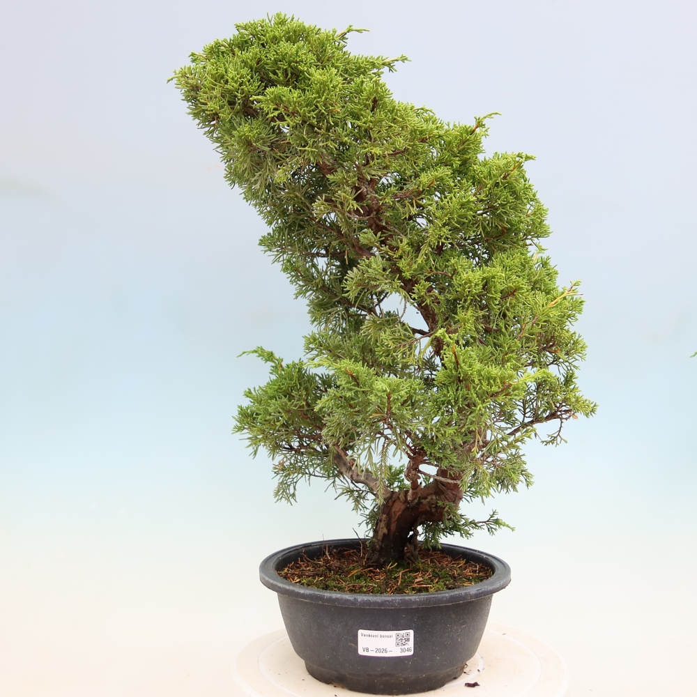 Vonkajší bonsai – Juniperus chinensis Itoigawa – čínsky jalovec