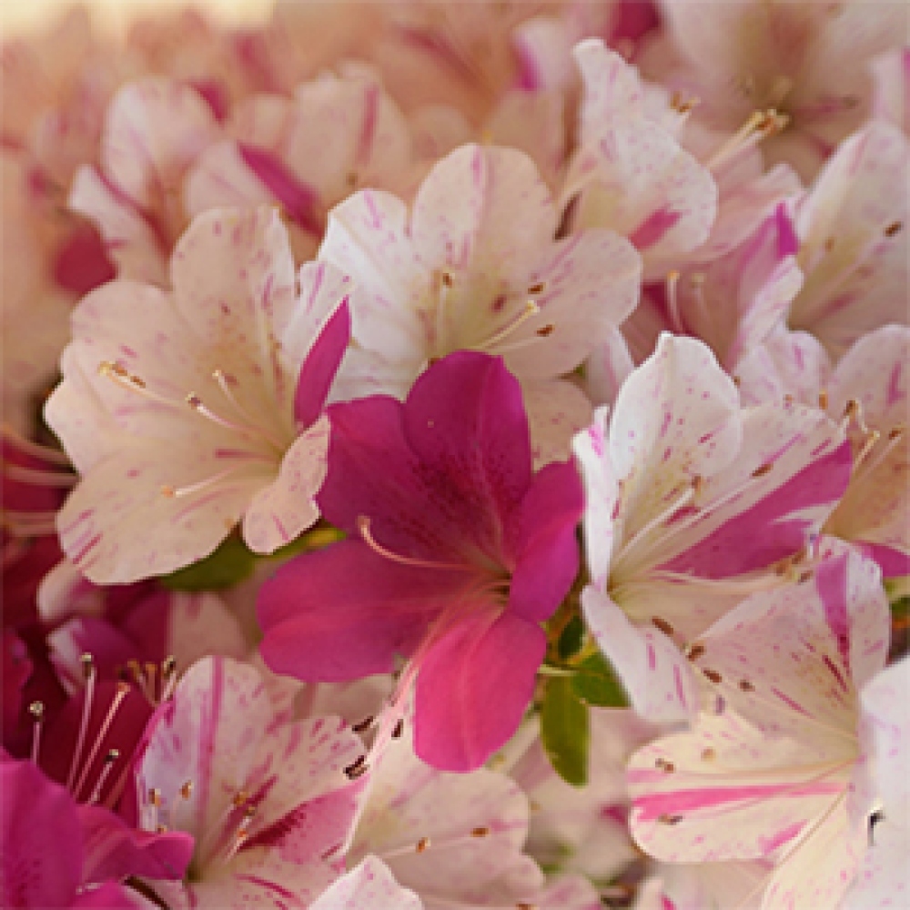 Vonkajší bonsaj - Japonská azalka - Azalka Kaminoyamakirin