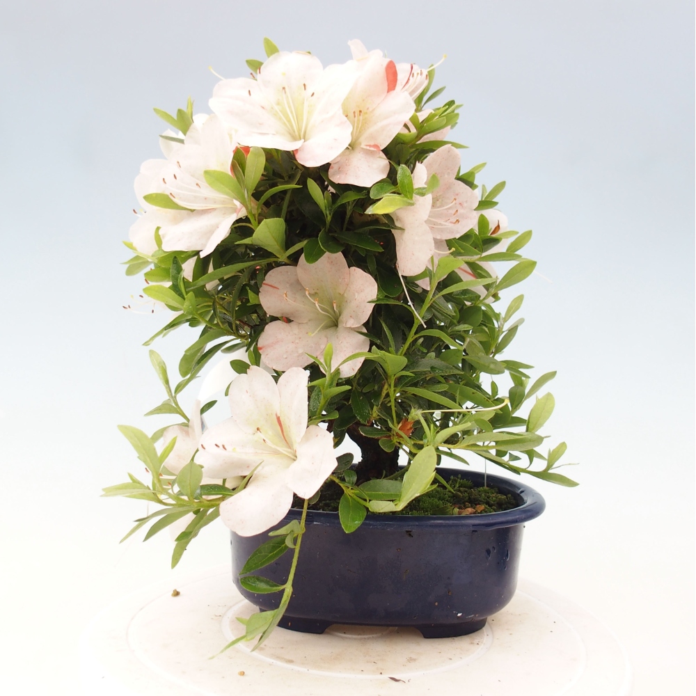 Vonkajší bonsai - Japonská azalka -  Azalea Asazakura