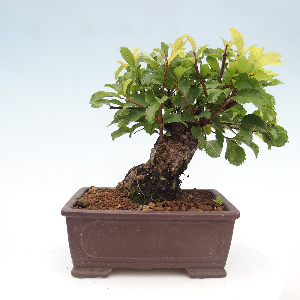 Vonkajšie bonsaje - Zelkova - Zelkova NIRE