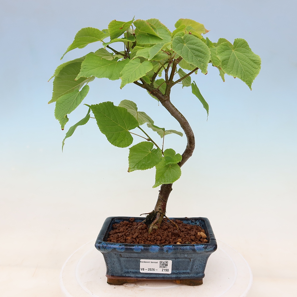 Vonkajší bonsai – lipa srdcovitá – Tilia cordata