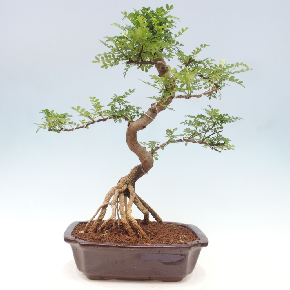Izbová bonsai - Zantoxylum piperitum - korenistý