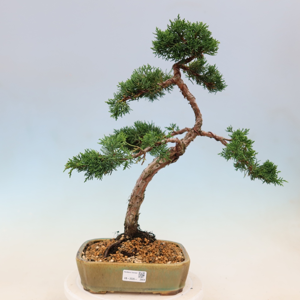 Vonkajší bonsaj - Juniperus chinensis Kishu