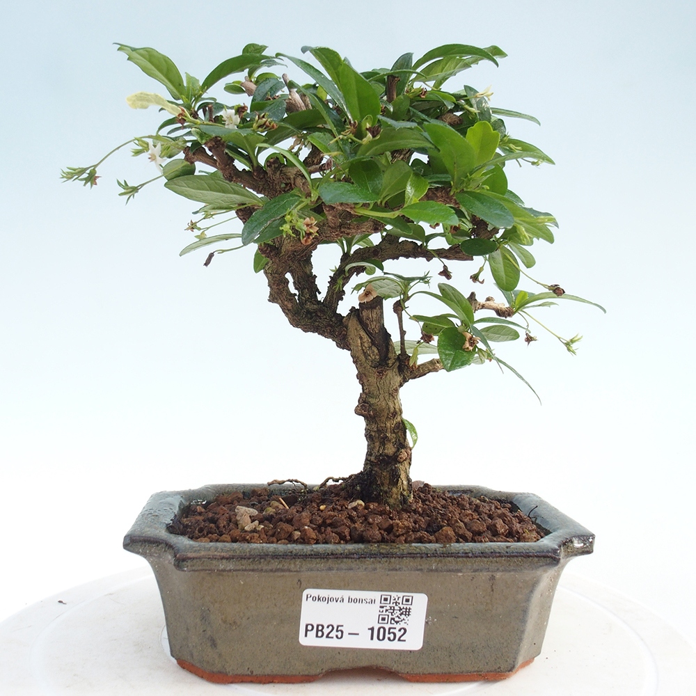 Izbová bonsai - Carmona macrophylla - Čaj fuki