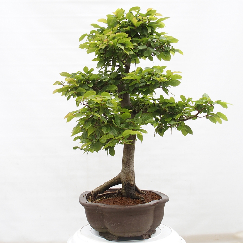 Vonkajší bonsai - Hrab obyčajný - Carpinus betulus