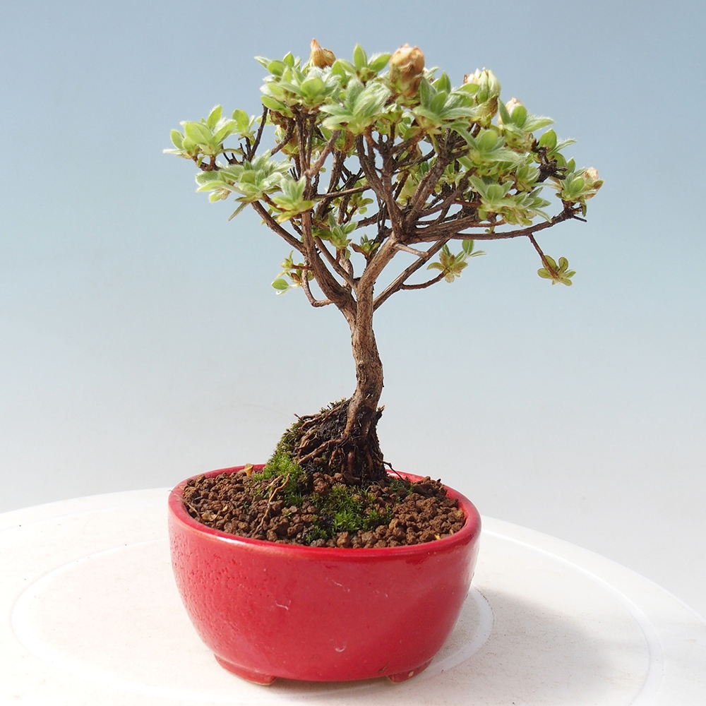 Vonkajší bonsai - Rhododendron indicum - Japonská azalka