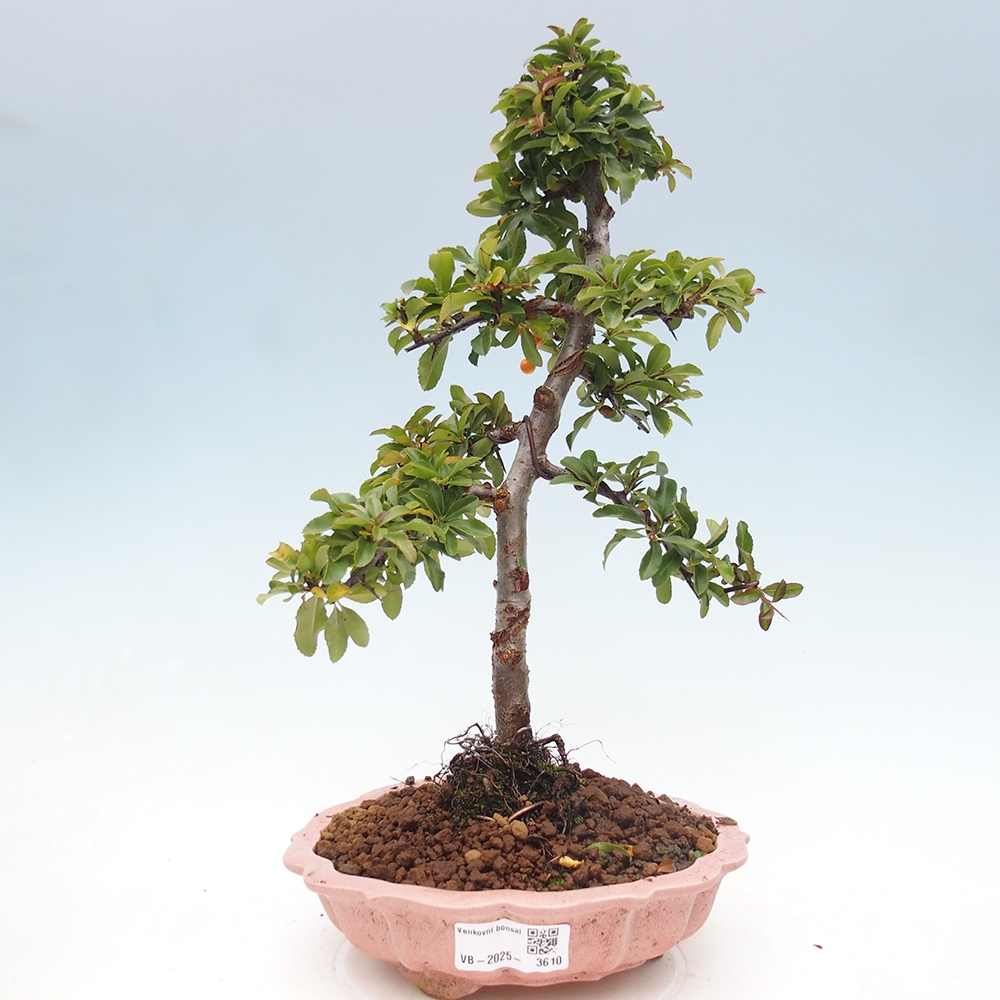 Vonkajšie bonsaje-Pyracantha Teton -Hlox