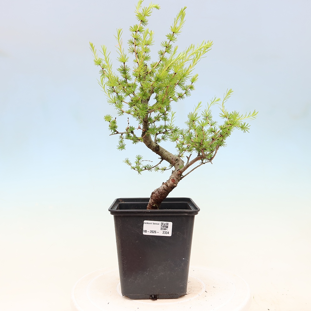 Vonkajšie bonsaje -Larix decidua - Smrekovec