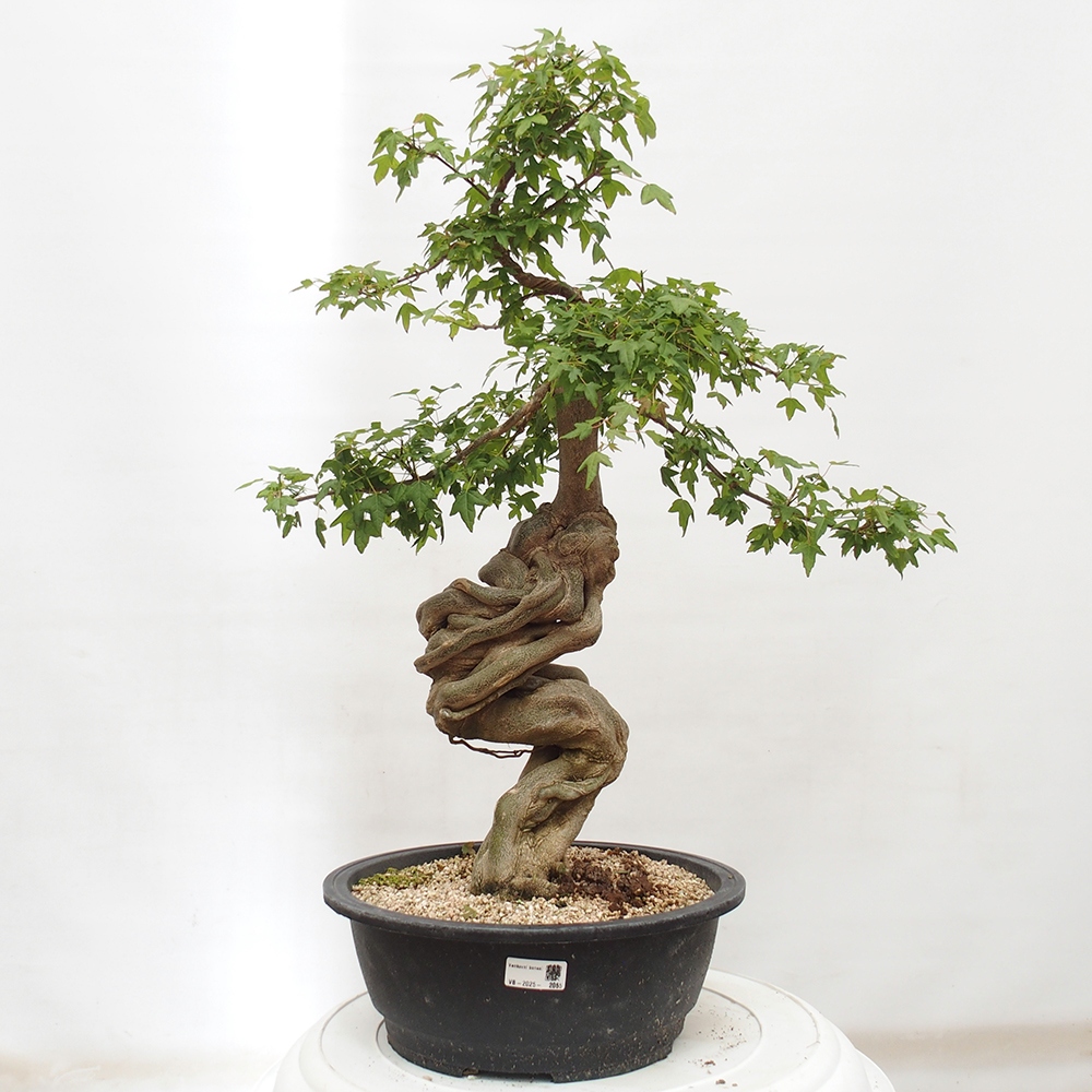 Vonkajšie bonsai - Javor Buergerianum - Javor Burgerův