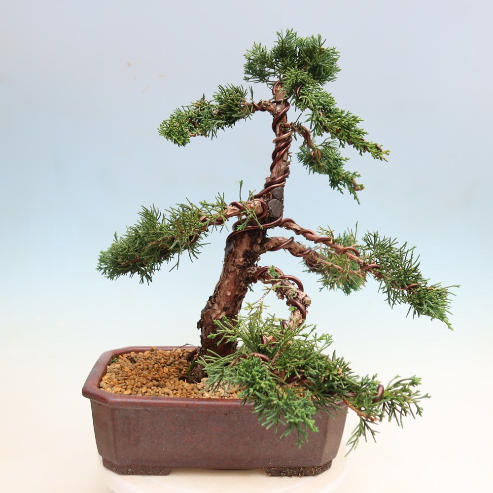 Vonkajší bonsaj - Juniperus chinensis Kishu