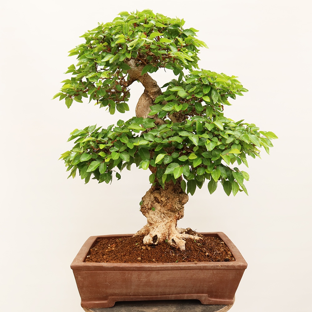 Vonkajší bonsai -Carpinus Coreana - Hrab kórejský