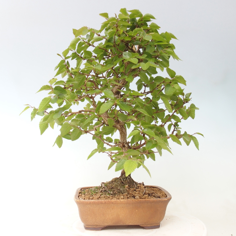 Vonkajšie bonsaje -Carpinus CARPINOIDES - Hrab kórejský