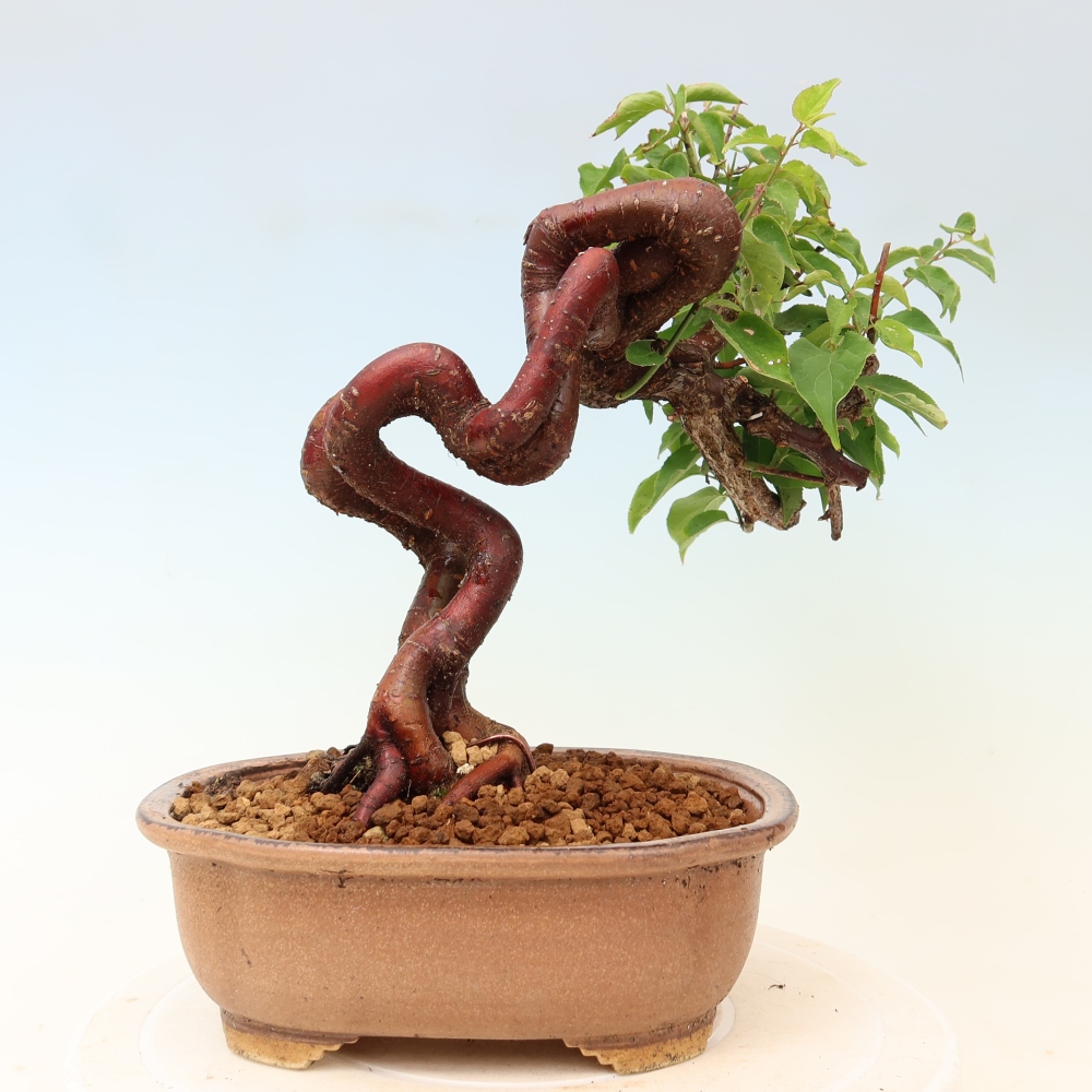 Vonkajšie bonsaje – Japonská marhuľa – Prunus Mume