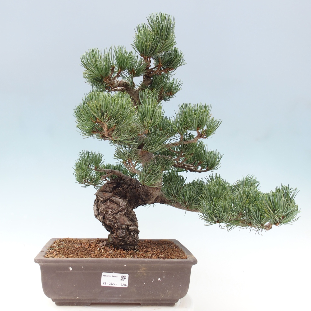 Vonkajšie bonsai - Pinus parviflora - Borovica drobnokvetá
