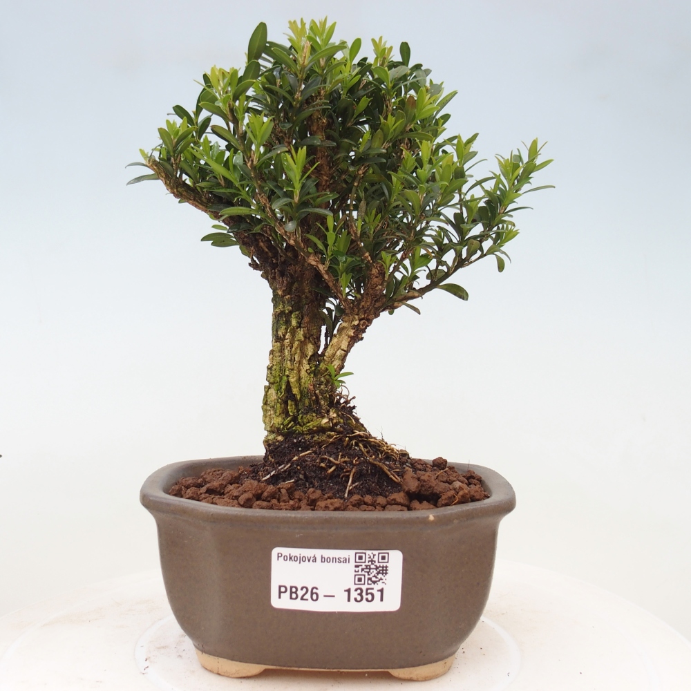 Izbové bonsaje - Buxus harlandii - korkový buxus