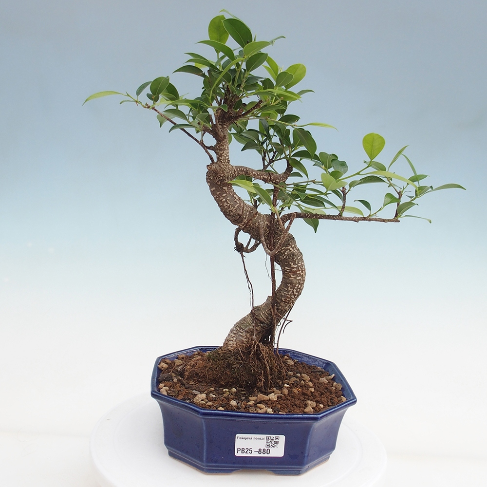 Izbová bonsai - Ficus retusa - malolistá fikus