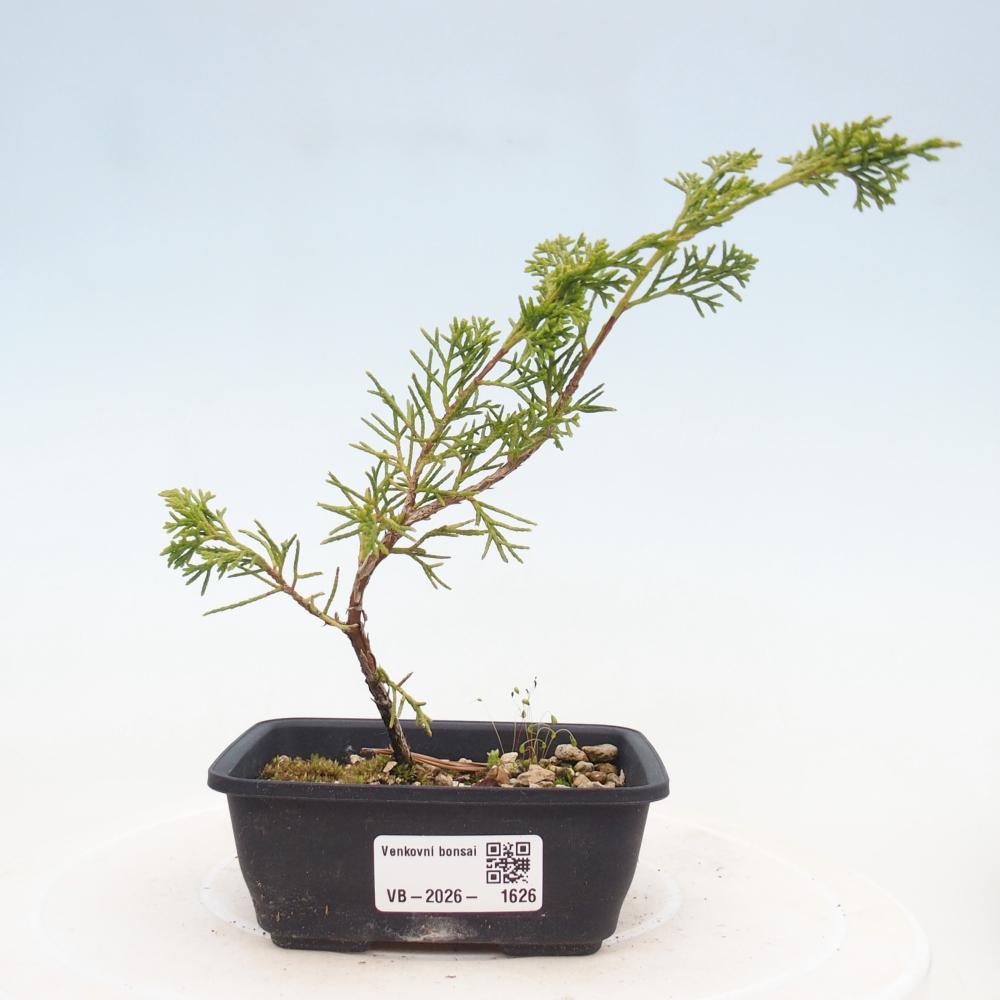 Vonkajší bonsaj - Juniperus chinensis Itoigawa
