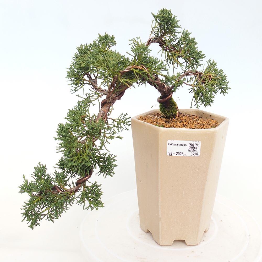 Vonkajší bonsaj - Juniperus chinensis Kishu