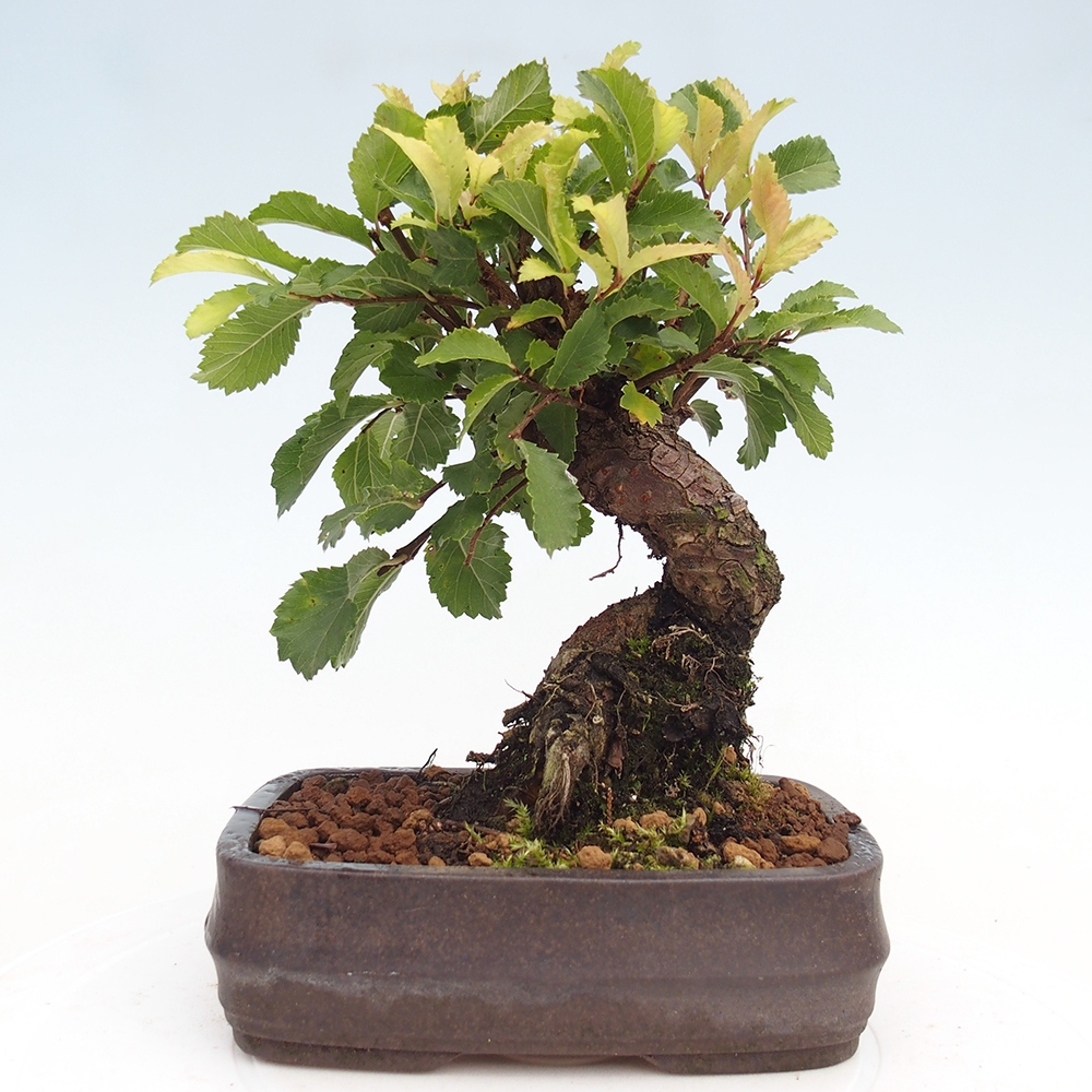 Vonkajšie bonsaje - Zelkova - Zelkova NIRE