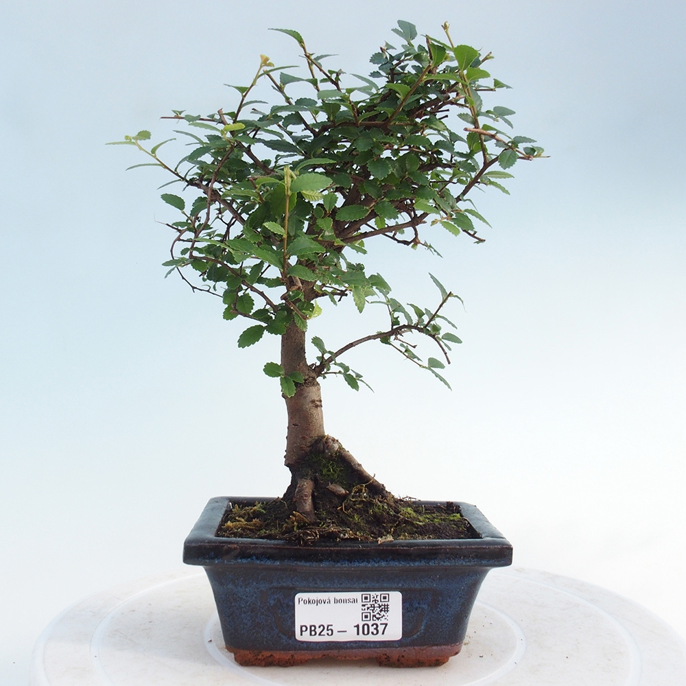 Izbová bonsai - Ulmus parvifolia - Malolistý brest