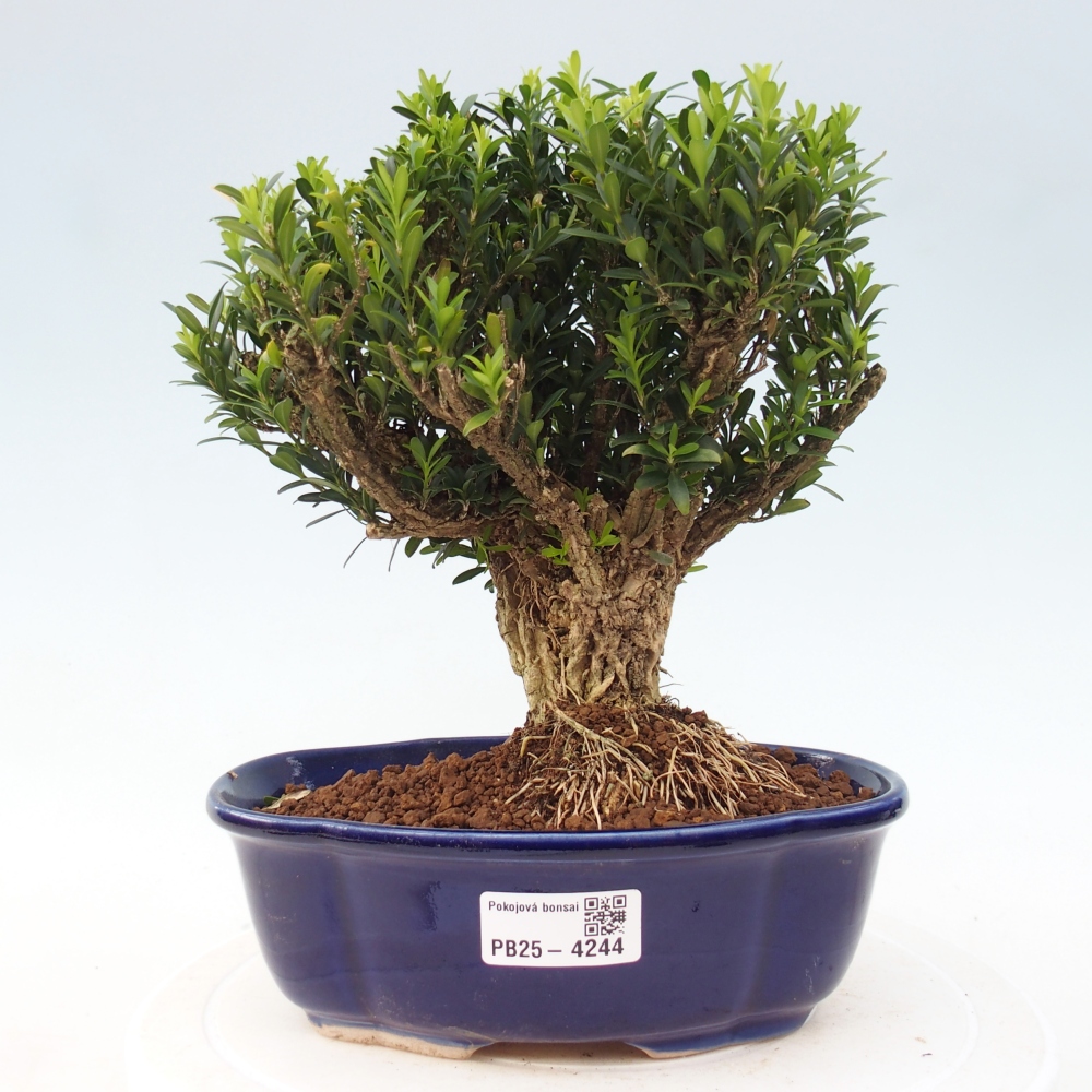 Izbové bonsaje - Buxus harlandii - korkový buxus
