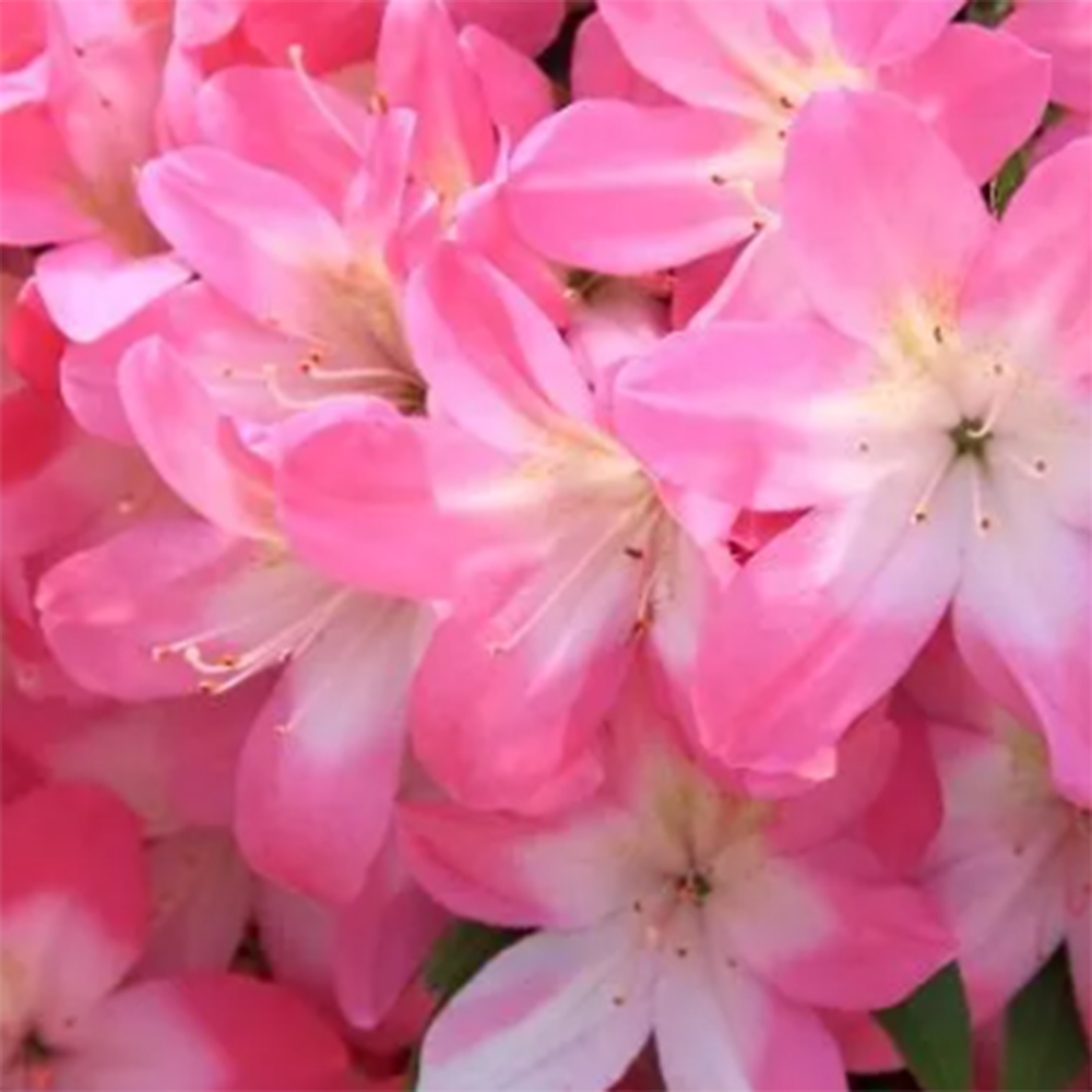 Vonkajšie bonsaje - Japonské azalky - Azalea Akari