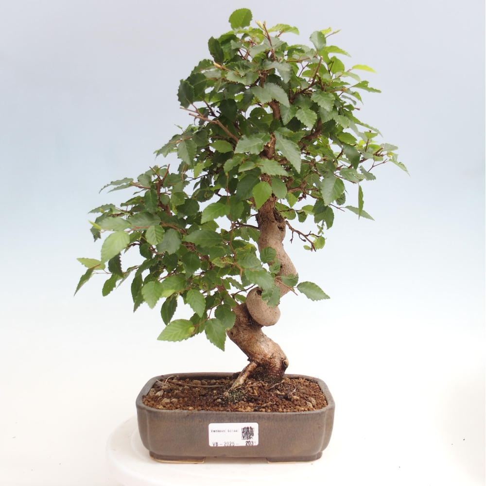 Vonkajší bonsai -Carpinus CARPINOIDES - Hrab kórejský