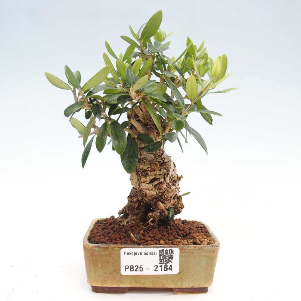 Izbová bonsai - Olea europaea sylvestris -Oliva evropská drobnolistá