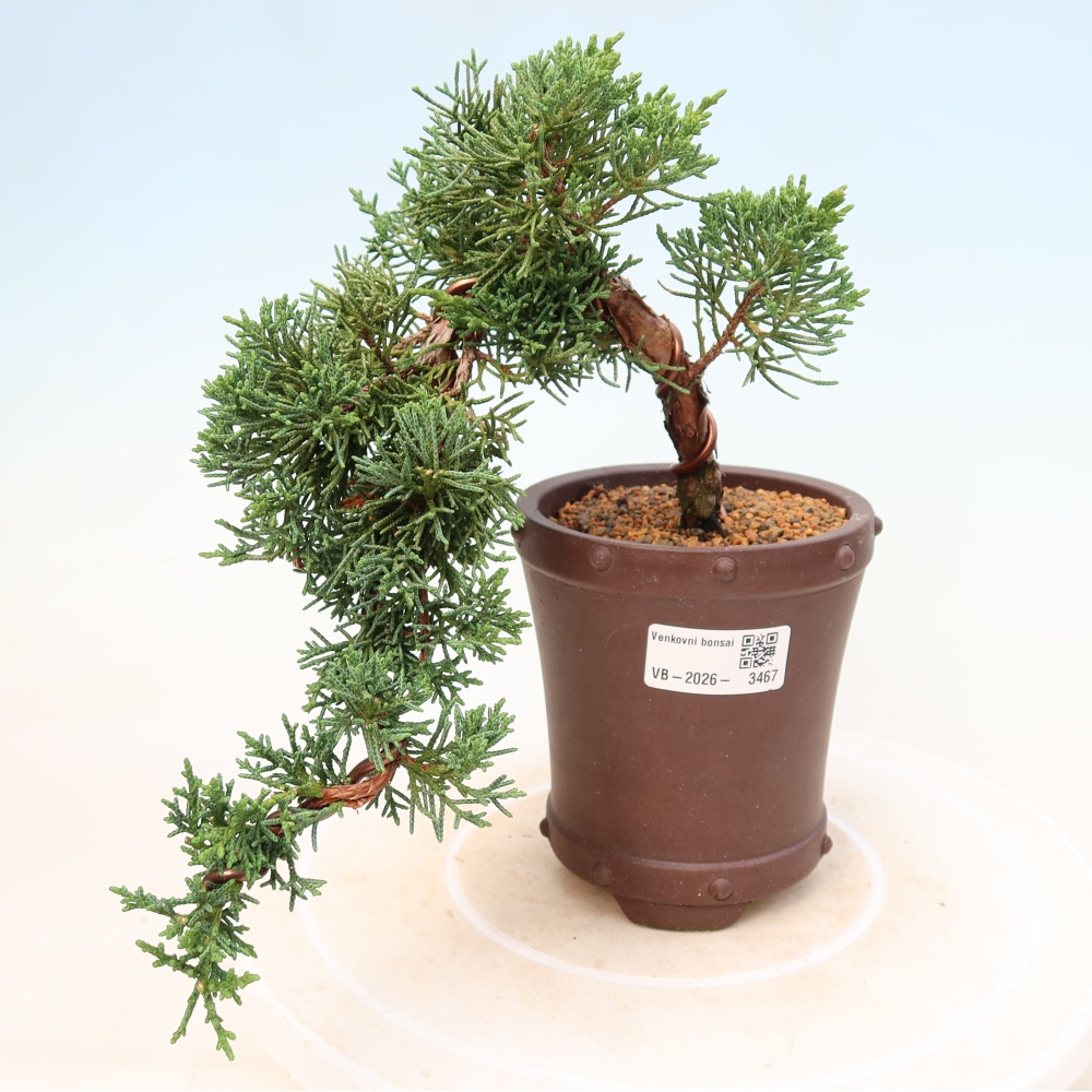 Vonkajší bonsaj - Juniperus chinensis Kishu