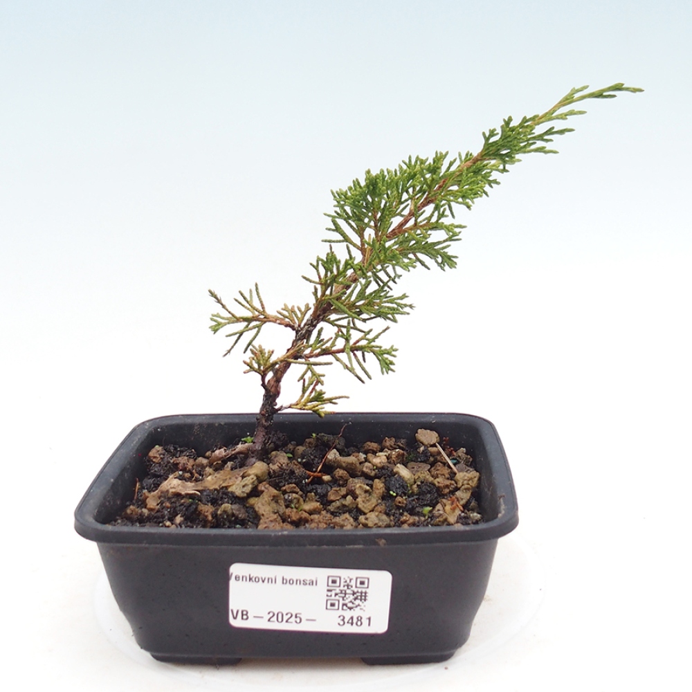 Vonkajší bonsaj - Juniperus chinensis Itoigawa