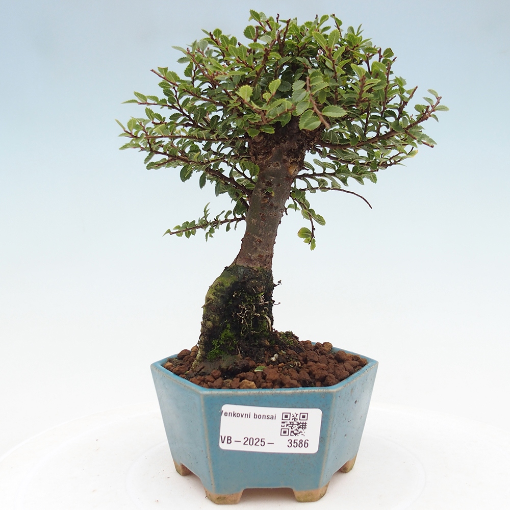 Vonkajší bonsai - Ulmus parvifolia Hokkaido - brest Čínsky