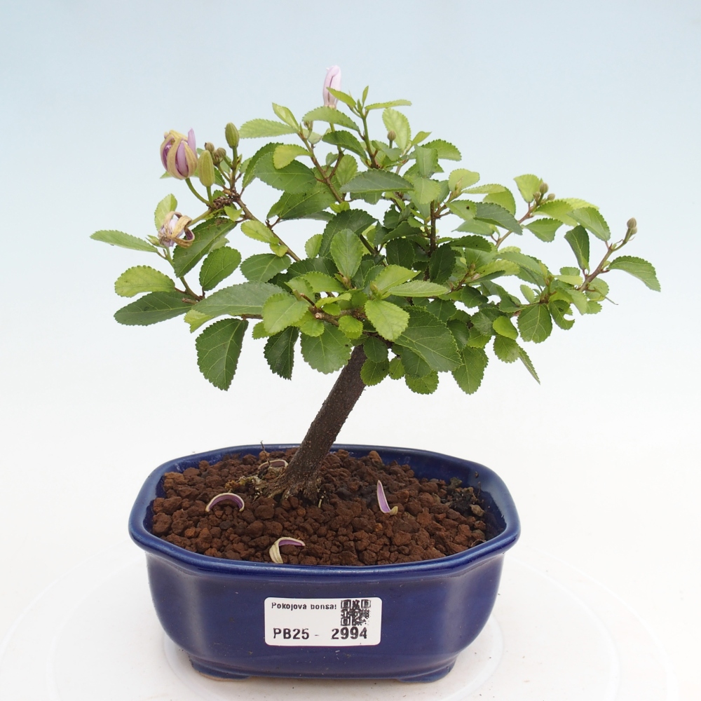 Izbová bonsai - Grewia occidentalis - Hviezdica levanduľová